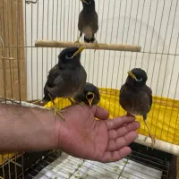 مینا 10روز