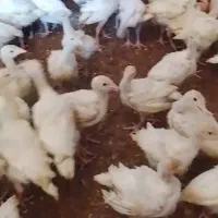 جوجه بوقلمون بیوتی6 فوق سنگین‌  ارسال رایگان