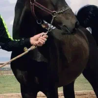 اسب نریون درهشور