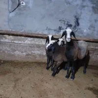 یک رس میش ۳ قلو شال