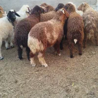گوسفند عربی نر زنده و کیلویی