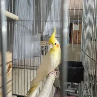 پرنده