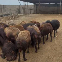 گوسفند قزل افشار قوچ خورده