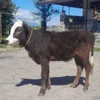 گوساله ماده دورگ سیمینتال  لیشه گاو