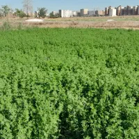 ۱۲۰۰متر یونجه آماده درو