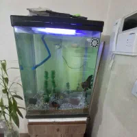 اکواریوم شرکتی