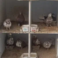 کبوتر پرشی|پرنده|اصفهان, قائمیه|دیوار