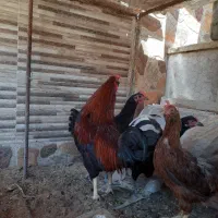 مرغ کرچ و مرغ تخم گذاری