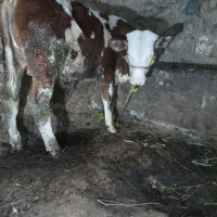 گوساله سمینتال نر مونتی بلیارد