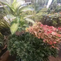 فروشنده خانوم برای فروش گل