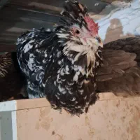 مرغ خروس گلین