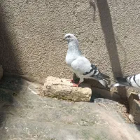 کفتر|پرنده|بکتاش, |دیوار