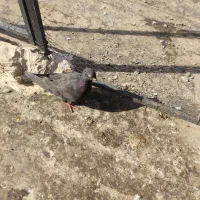 کبوتر ها فوری فروشی اگر مشتری نیستی زنگ نزن