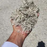 تفاله دونم چغندر بسته بندی خوراک دام