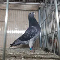 پلاکی جان اردن