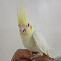 جوجه عروس هلندی لوتینو