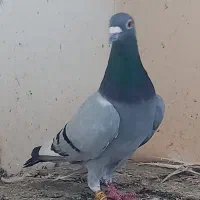 پرنده کبوتر پلاکی سری