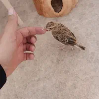 جونه سهره خاکی