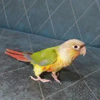 طوطه گیرنچیک جوجه دون خور