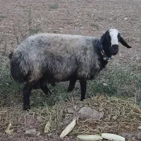 گوسفند