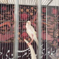 جیبر سفید قناری