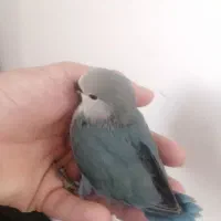 جوجه کوتوله وایت