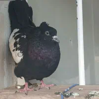کفتر سینه ای نر 3میلیون به فروش می رسد