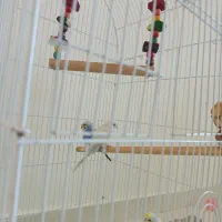 فروش 3 عدد مرغ عشق 250