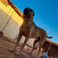 واگذاری سگ سرابی 12 ماهه نگهبان نسل دار