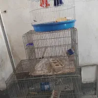 قفس سهره طرقه قناری