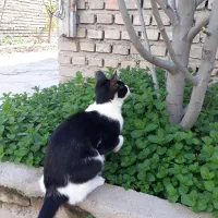 واگذاری گربه یک ساله رایگان
