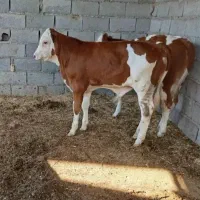 فروش گوساله نر سیمینتال قرمز (ترکمن صحرا)