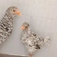 مرغ و جوجه