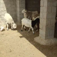 میش