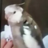 عروس هلندی گم شده