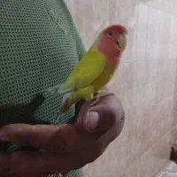 طوطی|پرنده|باغستان, |دیوار