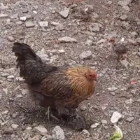 مرغ برهما تخم گذار بسیار خوشرنگ