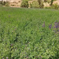 فروش یونجه