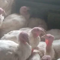 بوقلمون کشتاری