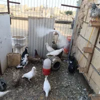 کبوتر کایر شهرستانی فقط ساعتی بپرون بوم ندارن مشهد