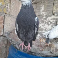 یک جفت جوجه دمبی نوک جم قنار  هر دو کاکولی