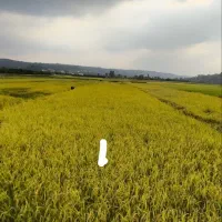 زمین-آبی-باشالی-آماده-برداشت-1520متر-دارای-چاه