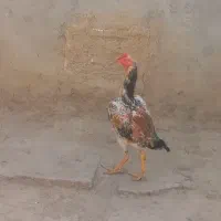 خروس لاری
