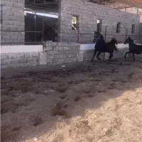 نریون و مادیون