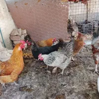 مرغ و خروس