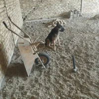 شرمن دوساله