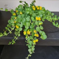 حراج گلهای آپارتمانی به قیمت عمده
