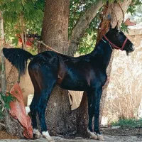 فروش ۵راس اسب کره نریان
