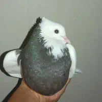 طوقی سرکه‌ای