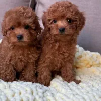 گلدپت نژادهای اصیل با تضمین سلامت